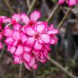 Bonsai Mixed 64 Types of Adenium Desert Rose 100 PCS Seeds