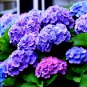 Bonsai Hydrangea Mixed Climbing Hydrangea Plants Flowers Garden 50 PCS Seeds