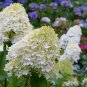 Bonsai Hydrangea Mixed Climbing Hydrangea Plants Flowers Garden 50 PCS Seeds