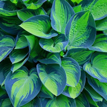 Bonsai Hosta Plants Perennials Jardin Lily Flower Shade Hosta 100 PCS Seeds