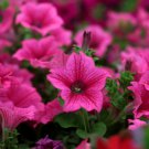 Bonsai Hanging Petunia Garden Petunia Mixed Color Potted Perennial 200 PCS Seeds