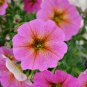 Bonsai Hanging Petunia Garden Petunia Mixed Color Potted Perennial 200 PCS Seeds