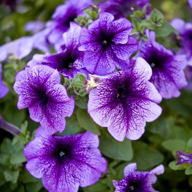 Bonsai Hanging Petunia Garden Petunia Mixed Color 200 PCS Seeds