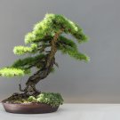 Bonsai Metasequoia Dawn Redwood Evergreen Ornamental Plants 50 PCS Seeds