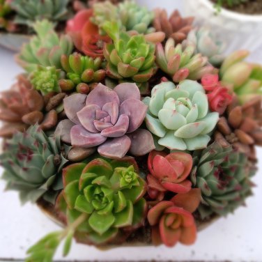 Lithops Plants Mix Varieties Succulent Plant Living Stone Bonsai 100 PCS Seeds