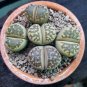 Lithops Plants Mix Varieties Succulent Plant Living Stone Bonsai 100 PCS Seeds