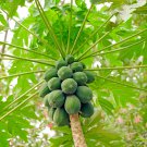 Bonsai Fruit Dwarf Papaya Miniature Pawpaw 50 PCS Seeds