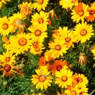 Bonsai Early Sunrise Yellow Coreopsis Flower 20 PCS Seeds Bonsai Early Sunrise Yellow Coreopsis Flower 20 PCS Seeds