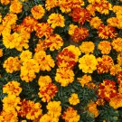 Bonsai French Marigold Tagetes Patula Annual Flower 50 PCS Seeds Bonsai French Marigold Tagetes Patula Annual Flower 50 PCS Seeds