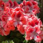 Bonsai Geranium Perennial Flower Plantas Pelargonium Peltatum 30 PCS Seeds