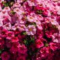 Bonsai Geranium Perennial Flower Plantas Pelargonium Peltatum 30 PCS Seeds