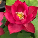 Bonsai Double Red Lotus 5 PCS Seeds