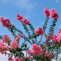 Bonsai Crape Myrtle Tree Red Flowers 30 PCS Seeds