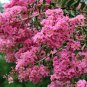 Bonsai Crape Myrtle Tree Red Flowers 30 PCS Seeds
