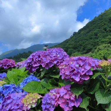 Bonsai Garden Hydrangea Flowers Perennial Little Tree Flower 100 PCS Seeds