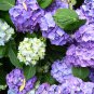 Bonsai Garden Hydrangea Flowers Perennial Little Tree Flower 100 PCS Seeds