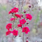 Bonsai Flower Bonsai Leptospermum Scoparium Flamenco Angel's 100 PCS Seeds Bonsai Flower Bonsai Leptospermum Scoparium Flamenco Angel's 100 PCS Seeds