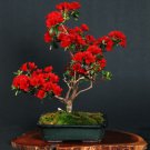 Bonsai F1 Red Azalea Hardy Rhododendron 50 PCS Seeds