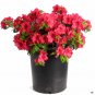 Bonsai F1 Red Azalea Hardy Rhododendron 50 PCS Seeds