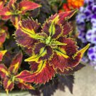 Bonsai Colorful Coleus Foliage Plants Rainbow Leaf Plant Dragon 100 PCS Seeds Bonsai Colorful Coleus Foliage Plants Rainbow Leaf Plant Dragon 100 PCS Seeds