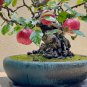 Bonsai Apple Tree Garden Yard Outdoor Living Fruit Plant 10 PCS Seeds