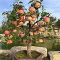 Bonsai Apple Tree Garden Yard Outdoor Living Fruit Plant 10 PCS Seeds