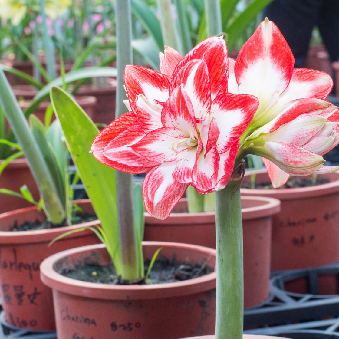 50 Graines D'Amaryllis Arcobaleno - Fleurs D'Amaryllis Importées De Hollande - Pour Jardin, Vase, Bonsaï