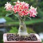 Bonsai Adenium Mixed 36 Colors Colorful Flowers 100 PCS Seeds