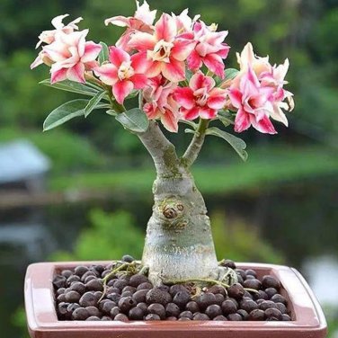 Bonsai Adenium Mixed 16 Colors Big Blooms Flowers 100 PCS Seeds