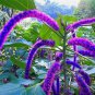 Bonsai Acalypha Hispida Chenille Plant 100 PCS Seeds