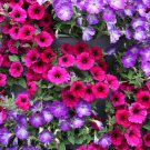 Bonanza Double Plicated Petunia Mixed 200 PCS Seeds