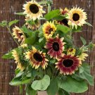 Bohemian Phapsody F1 Sunflower 15 PCS Seeds