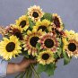 Bohemian Phapsody F1 Sunflower 15 PCS Seeds