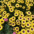 African Daisy Fantastic Annual Gerbera jamesonii Flowers 1000 PCS Seeds African Daisy Fantastic Annual Gerbera jamesonii Flowers 1000 PCS Seeds