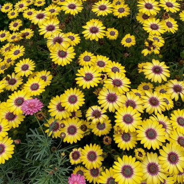 African Daisy Fantastic Annual Gerbera jamesonii Flowers 1000 PCS Seeds