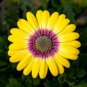 African Daisy Fantastic Annual Gerbera jamesonii Flowers 1000 PCS Seeds