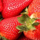 Bonai Giant Strawberry 40 PCS Seeds Bonai Giant Strawberry 40 PCS Seeds