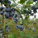 Blueberry Bush Vaccinium Corymbosum 50 PCS Seeds
