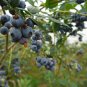 Blueberry Bush Vaccinium Corymbosum 50 PCS Seeds