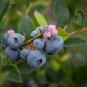 Blueberry Bush Vaccinium Corymbosum 50 PCS Seeds