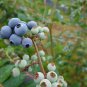 Blueberry Bush Vaccinium Corymbosum 50 PCS Seeds