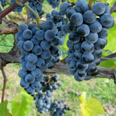 Bluebell Blue Juice Grape 100 PCS Seeds