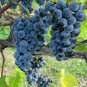 Bluebell Blue Juice Grape 100 PCS Seeds