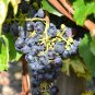 Bluebell Blue Juice Grape 100 PCS Seeds
