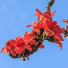 Bombax ceiba Cotten Tree Red Silk-cotton Tree 30 PCS Seeds Bombax ceiba Cotten Tree Red Silk-cotton Tree 30 PCS Seeds