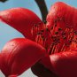 Bombax ceiba Cotten Tree Red Silk-cotton Tree 30 PCS Seeds