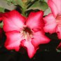 Boisterous Elation Adenium Bonsai Desert Rose 2 PCS Seeds