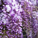 Blue Yard Chinese Wisteria Climbing Plants, purple floribunda 5 PCS Seeds