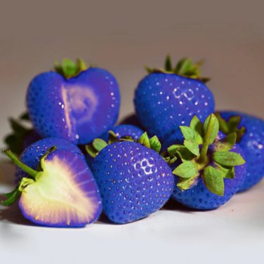 Blue Strawberry 500 PCS Seeds
