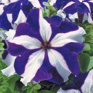 Blue Star White Stripe Express Petunia 200 PCS Seeds Blue Star White Stripe Express Petunia 200 PCS Seeds